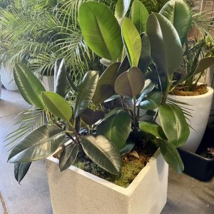 Rubber Plant 3' Live - with pot