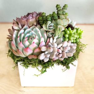 Large Square Succulent Arrangement