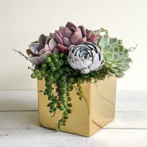 Gold Square Vase with Succulents