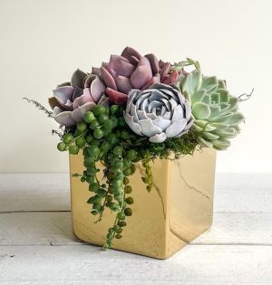 Gold Square Vase with Succulents